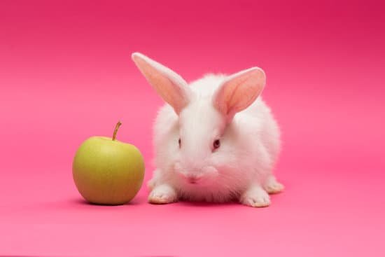 canva rabbit with apple MAD hpP4Ulg