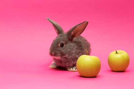 canva rabbit with apples MAD hssrrqc