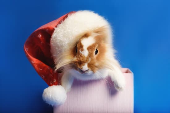 canva rabbit with santa hat on blue background MAEOcDgd5k8