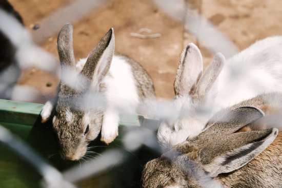 canva rabbits drink water in zoo MADFru4ZvpU