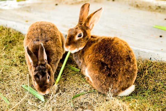 canva rabbits eating grass MAElmISSqOo