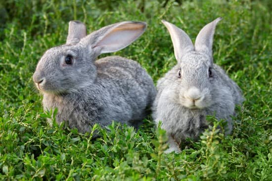 canva rabbits in grass MABSsm uf0c