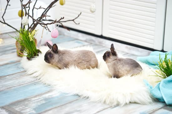 canva rabbits lying on a fur rag MAERCk H13o