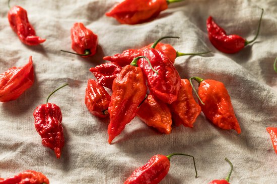 canva raw organic spicy bhut jolokia ghost peppers MADIwpWWp6s