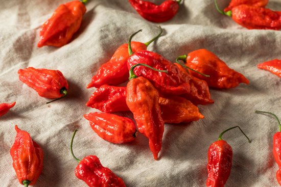 canva raw organic spicy bhut jolokia ghost peppers MADIwvSSgUs