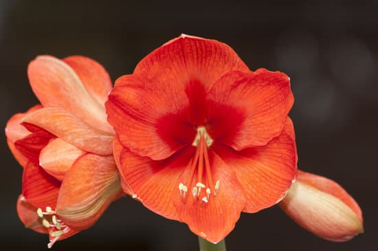 canva red amaryllis flowers close up MAEFj0LCzE0