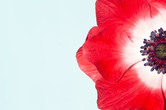 canva red anemone flower MAEAD9QY6jI