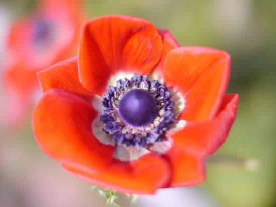 canva red anemone flower MAEFj0J3lak