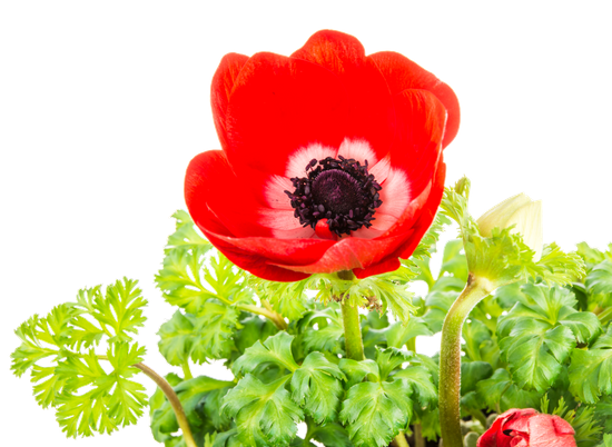 canva red anemone flower blossom MACrkYgt48k