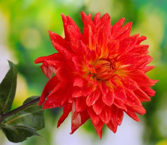 canva red autumn dahlia flower in the garden MAD6rCuWHz8