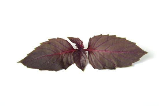 canva red basil MADE c314m4