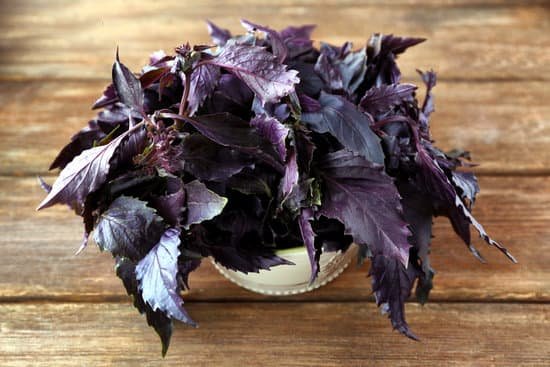 canva red basil in bucket on wooden table MAD Q