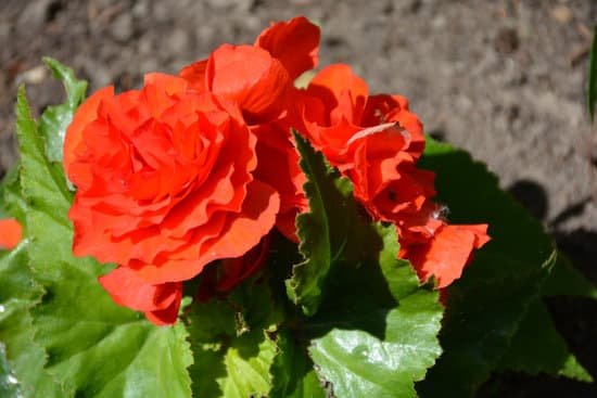 canva red begonia 2 MADAmZ2skjY