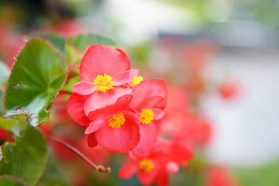 canva red begonia MAC9pBDNiCo
