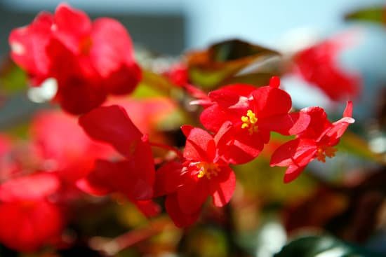 canva red begonia MAEEYO nE A