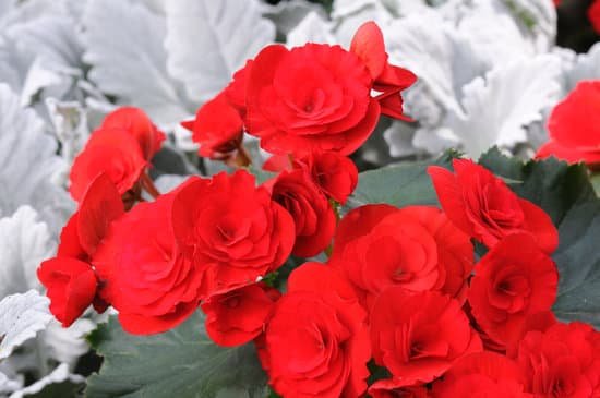 canva red begonias MAED9ehziyY