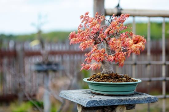canva red bonsai tree MAA2lN0g7fI