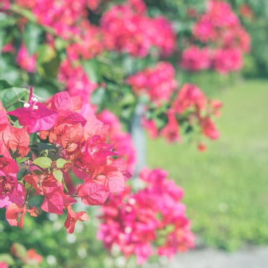 canva red bougainvillea flowers MAD 23PvGWM