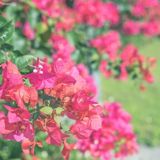 canva red bougainvillea flowers MAEDIab5HKs