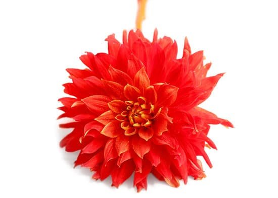canva red dahlia flower on a white background MAD RPE1TI8