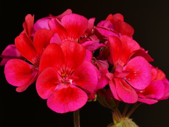 canva red geranium MADGAIhe0JA