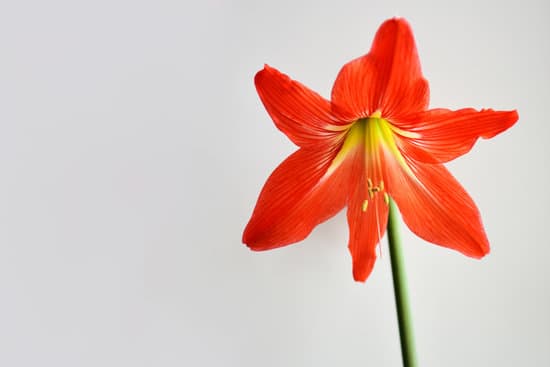 canva red lily flower MAEmSO4J06s