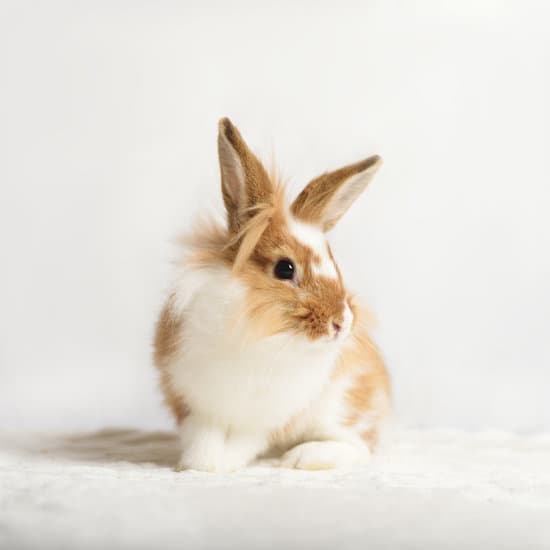 canva red rabbit on a white background MAEOpCeB29E