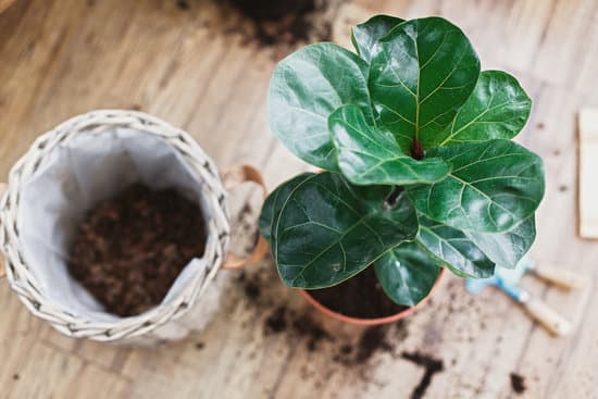 canva repotting fiddle leaf fig tree in big modern pot. ficus lyrata l MAEYShCgD M