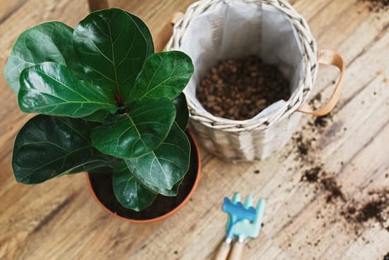 canva repotting fiddle leaf fig tree in big modern pot. ficus lyrata l MAEYSpoGNgA