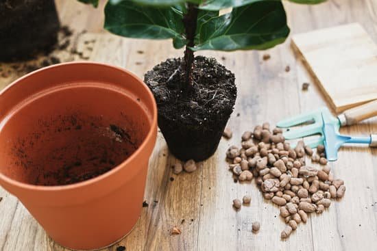 canva repotting fiddle leaf fig tree in big modern pot. ficus lyrata leaves and pot drainagegarden tools soil on wooden floor. process of planting new house tree MADmo yFA8E