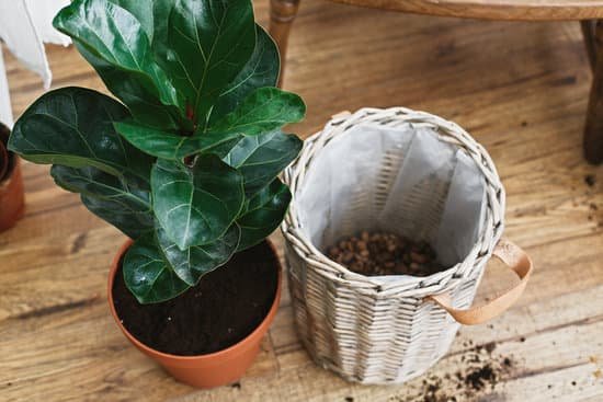 canva repotting fiddle leaf fig tree in big modern pot. ficus lyrata leaves and pot drainagegarden tools soil on wooden floor. process of planting new house tree MADmo0U0NEk