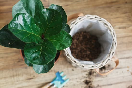 canva repotting fiddle leaf fig tree in big modern pot. ficus lyrata leaves and pot drainagegarden tools soil on wooden floor. process of planting new house tree MADmqz3OKCA