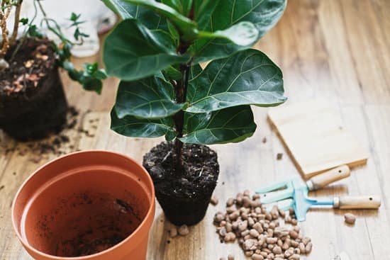 canva repotting fiddle leaf fig tree in big modern pot. ficus lyrata leaves and pot drainagegarden tools soil on wooden floor. process of planting new house tree MADmqzmcqug