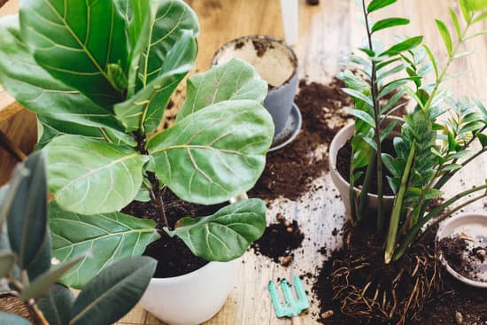 canva repotting plants at home. ficus fiddle leaf fig tree and zamiocu MAEYYIJv96U