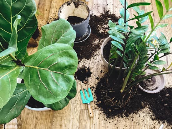 canva repotting plants at home. ficus fiddle leaf fig tree and zamiocu MAEYYMp46 E