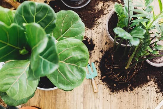 canva repotting plants at home. ficus fiddle leaf fig tree and zamioculcas plants on floor with pots roots ground and gardening tools. potting or transplanting plants. houseplant. MAD7W9USOKg