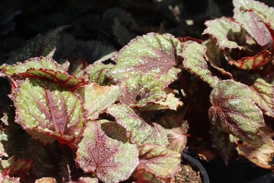 canva rex begonia MAC5lPsCAos