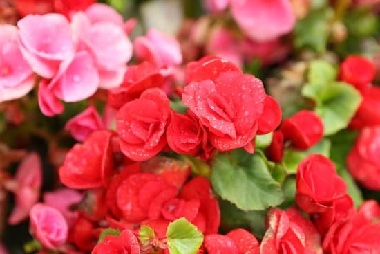 canva rieger begonia begonia hiemalis MAEETpyui2c