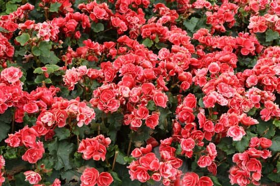 canva rieger begonia begonia hiemalis