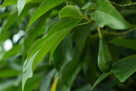 canva ripe avocado hanging from a tree up close MAEQf Vhhow