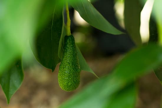 canva ripe avocado up close MAEQf CRYKI