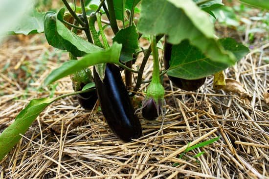 canva ripe eggplant growing in the garden MAEG0VZ1M54