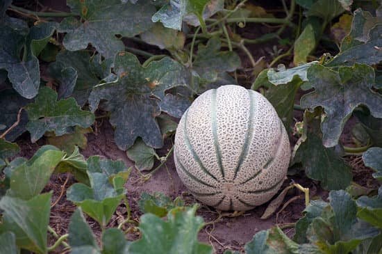 canva ripening cantaloupe MAC9WQmNvEA