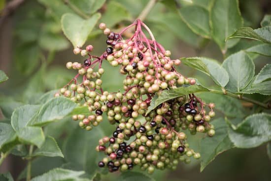 canva ripening elderberry MADE 97qDC4