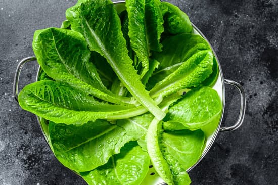 canva romaine lettuce salad in a colander. MAERl5msFQ0