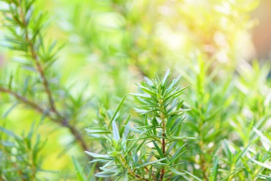 canva rosemary herb in the garden MAD 3g73934