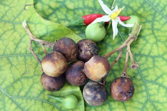 canva rotten eggplant MADA5KQ1kjI