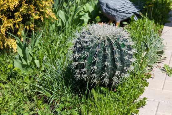 canva round decorative cactus in a summer garden MAD gVAMmwk