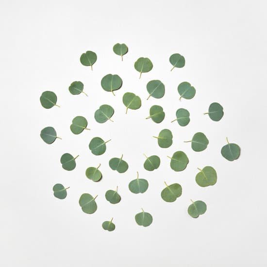 canva round pattern of eucalyptus leaves on white background MAD7eB2OGPU