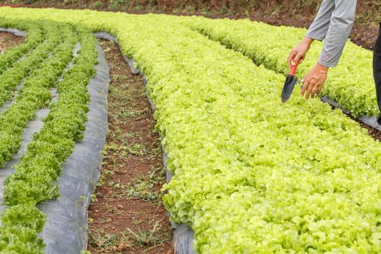 canva rows of lettuce in the farm MAEEGAvMq s